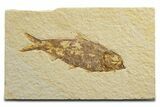 Detailed Fossil Fish (Knightia) - Wyoming #333818-1